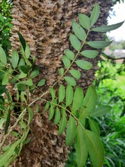Zanthoxylum rhoifolium