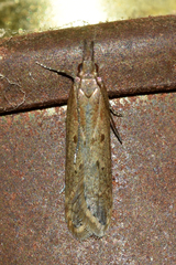 Dichomeris ligulella