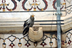 Neophron percnopterus