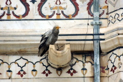 Neophron percnopterus