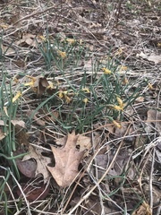 Narcissus cuneiflorus