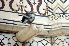 Neophron percnopterus