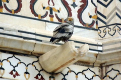 Neophron percnopterus