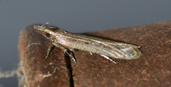 Dichomeris ligulella