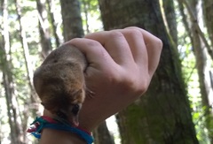 Dromiciops gliroides