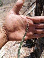 Acanthocereus fosterianus