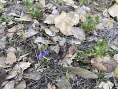 Scutellaria tuberosa