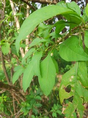 Vassobia breviflora