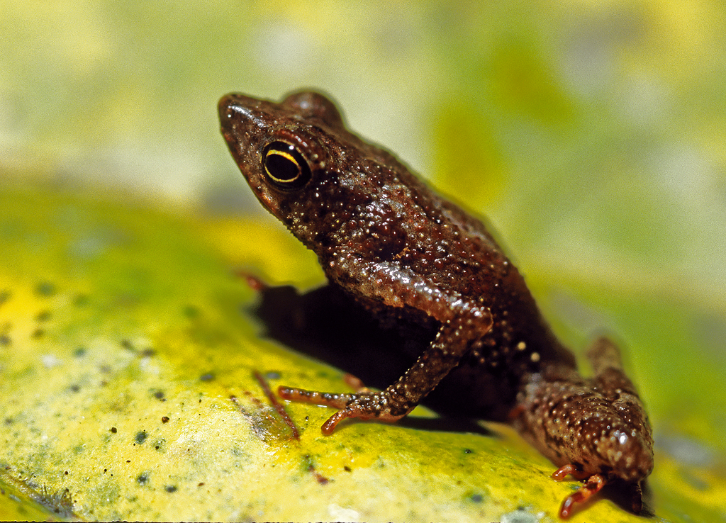 Amazonian Tree Toad