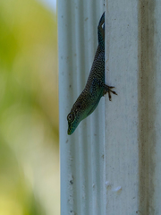 Anolis conspersus