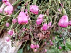 Hatiora salicornoides
