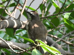 Pycnonotus goiavier