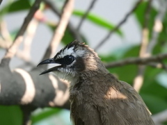 Pycnonotus goiavier