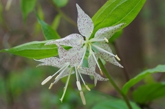 Prosartes maculata