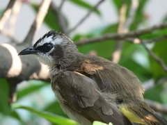 Pycnonotus goiavier