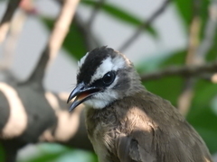 Pycnonotus goiavier