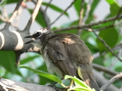 Pycnonotus goiavier