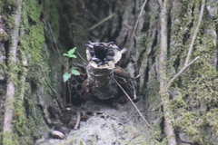 Scaptotrigona mexicana