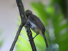 Pycnonotus goiavier