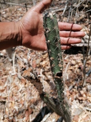 Acanthocereus hesperius