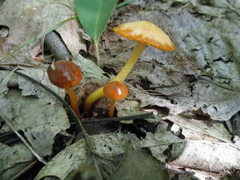 Gliophorus perplexus