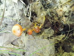 Gliophorus perplexus