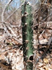 Acanthocereus hesperius