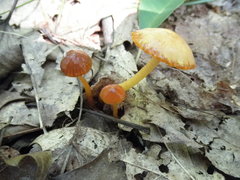 Gliophorus perplexus