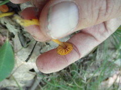 Gliophorus perplexus