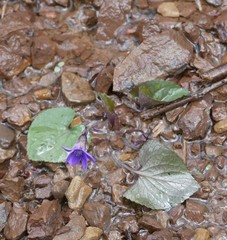 Viola hirsutula
