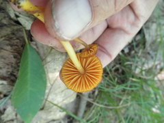 Gliophorus perplexus