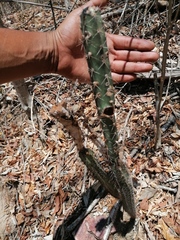 Acanthocereus hesperius