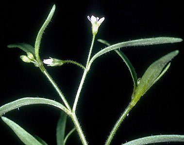 Lathrocasis