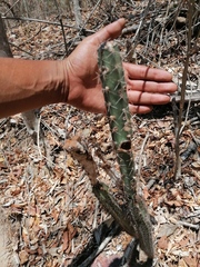 Acanthocereus hesperius
