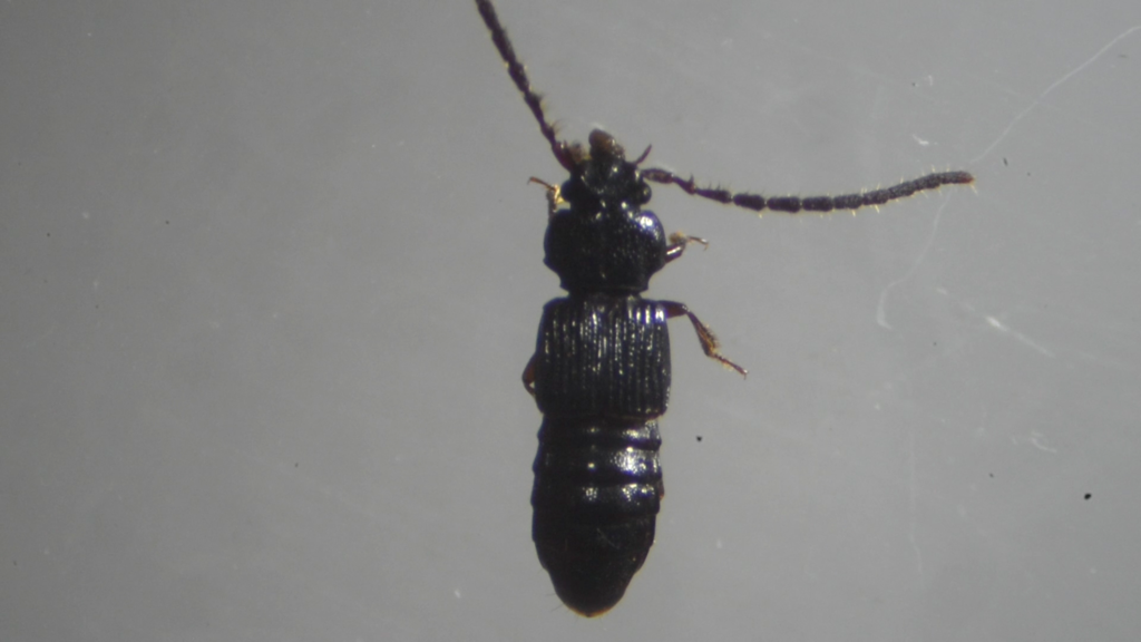 Piestus mexicanus