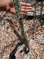 Acanthocereus hesperius