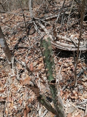 Acanthocereus hesperius