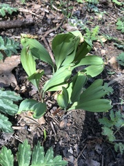 Allium tricoccum