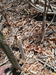 Acanthocereus hesperius
