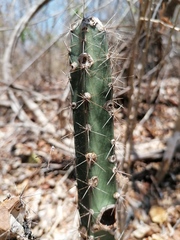 Acanthocereus hesperius