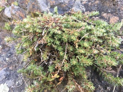 Cardionema ramosissimum