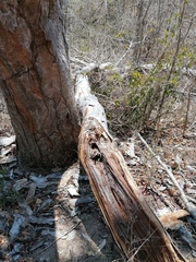 Terminalia macrostachya