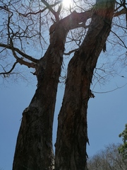 Terminalia macrostachya