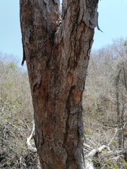 Terminalia macrostachya