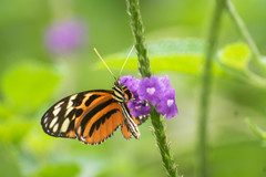 Heliconius ismenius