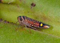 Scoposcartula oculata