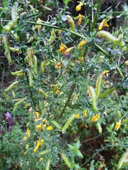 Genista falcata