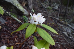 Rhododendron carolinianum