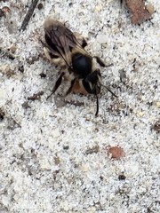 Andrena bradleyi
