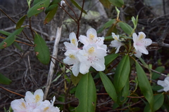 Rhododendron carolinianum